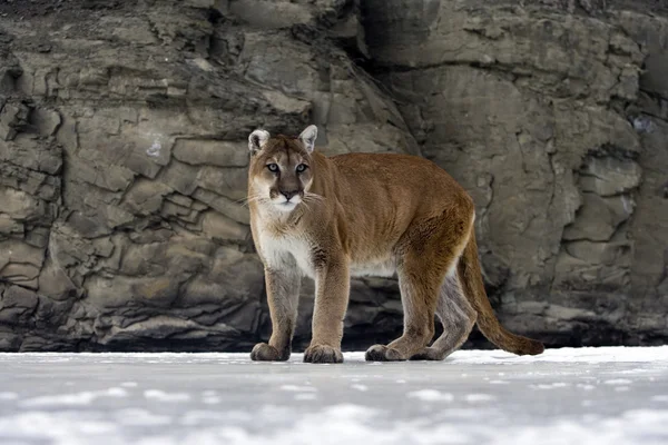 Puma lub lew górski, puma concolor — Zdjęcie stockowe