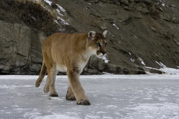 Puma o Leone di montagna, Puma concolor — Foto Stock