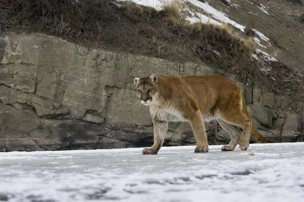 Puma eller Puma, puma concolor — Stockfoto