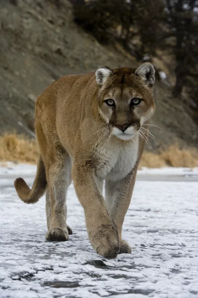 Puma ou leão da montanha, Puma concolor — Fotografia de Stock