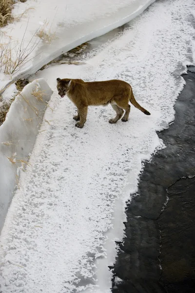 Puma veya dağ aslanı, puma concolor — Stok fotoğraf