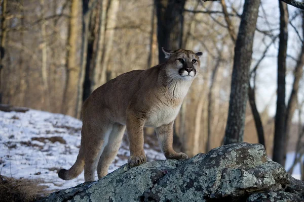 Пума или горный лев, Puma concolor — стоковое фото