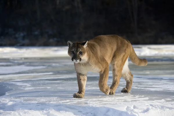 Puma veya dağ aslanı, puma concolor — Stok fotoğraf