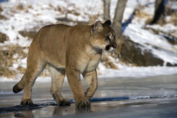 Puma or Mountain lion, Puma concolor — Stock Photo, Image