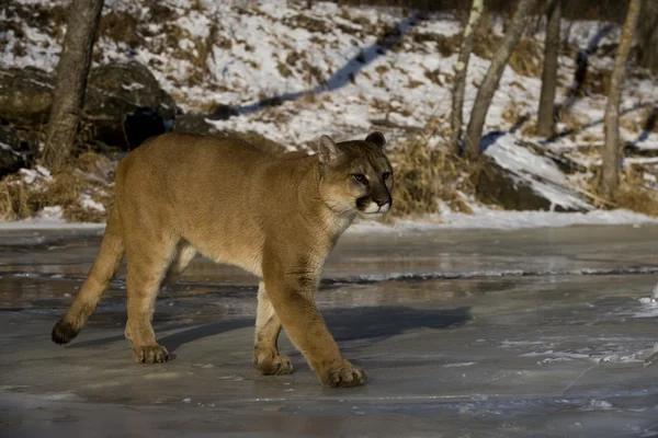 Puma lub lew górski, puma concolor — Zdjęcie stockowe