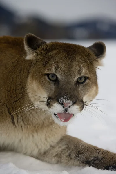 Puma lub lew górski, puma concolor — Zdjęcie stockowe