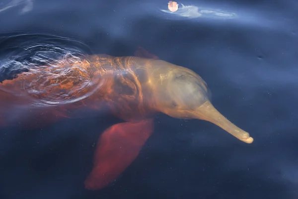 Rosa Delfin, inia geoffrensis Stockfoto