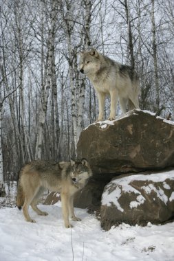 gri kurt, canis lupus