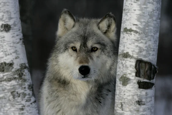 Lobo cinzento, canis lupus — Fotografia de Stock