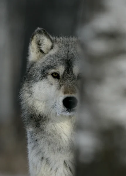 Lobo cinzento, canis lupus — Fotografia de Stock