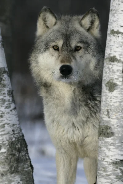 Grauwolf, canis lupus — Stockfoto
