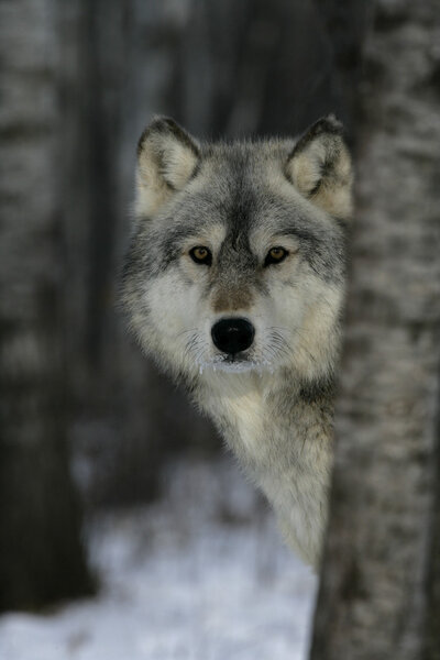 Grey wolf, Canis lupus, single mammal head shot, captive