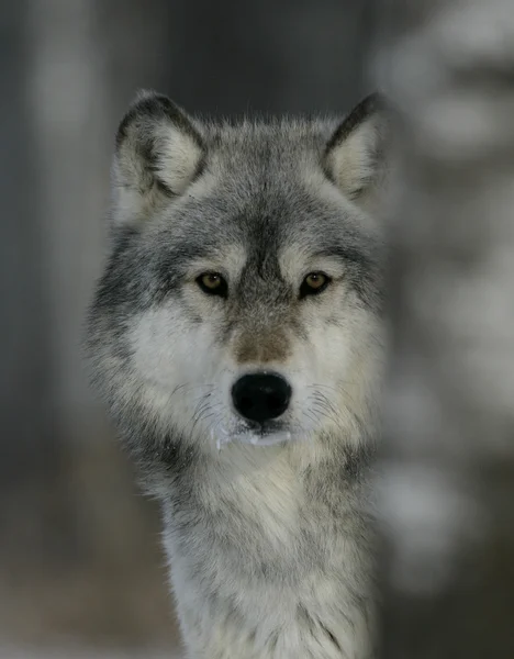 Grey wolf, Canis lupus — Stock Photo, Image