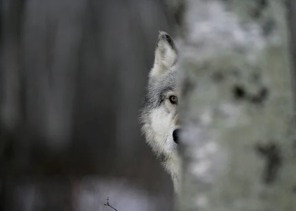 회색 늑대, 캐이 니스 루 퍼스 — 스톡 사진