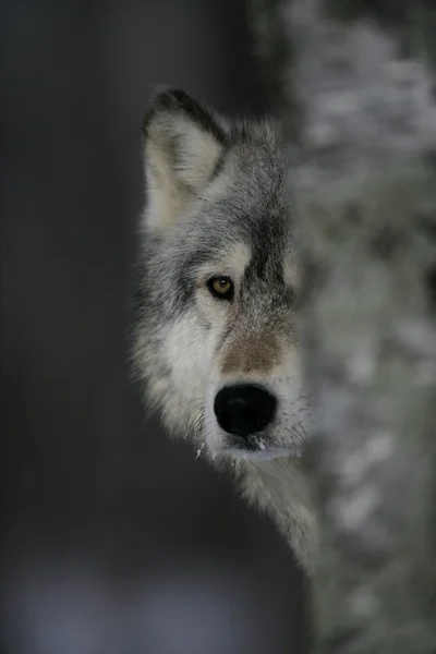 Lupo grigio, canis lupus — Foto Stock