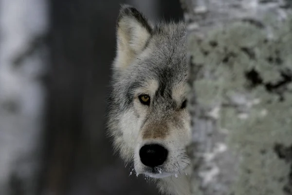 Lobo cinzento, canis lupus — Fotografia de Stock