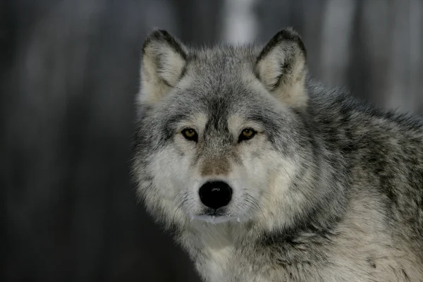 Gri kurt, canis lupus — Stok fotoğraf