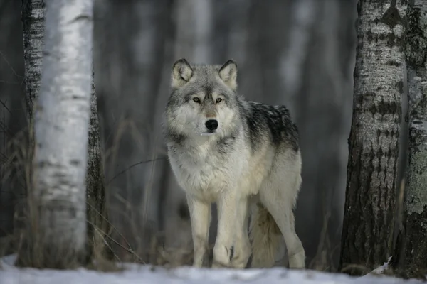 Lobo gris, canis lupus — Foto de Stock