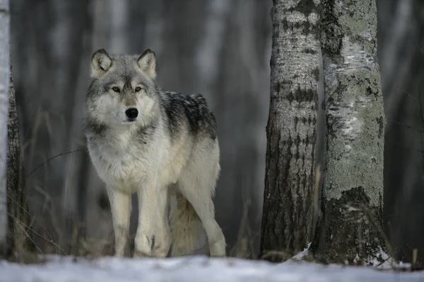 Lupo grigio, canis lupus — Foto Stock