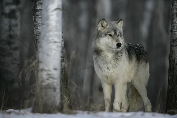 Lobo gris, canis lupus — Foto de Stock