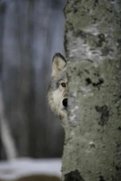 Lupo grigio, canis lupus — Foto Stock