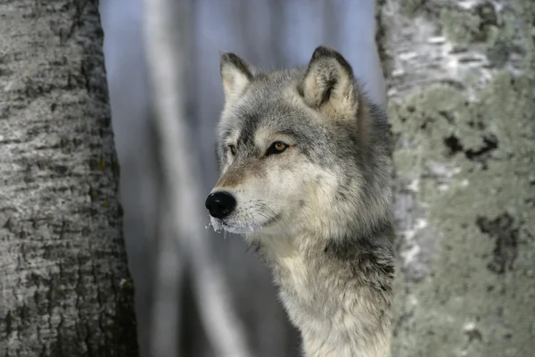 Lobo cinzento, canis lupus — Fotografia de Stock