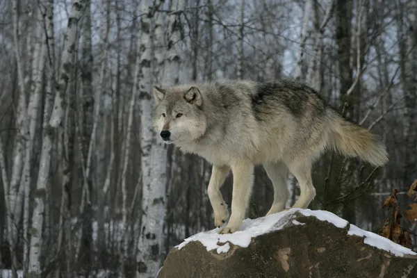 gri kurt, canis lupus