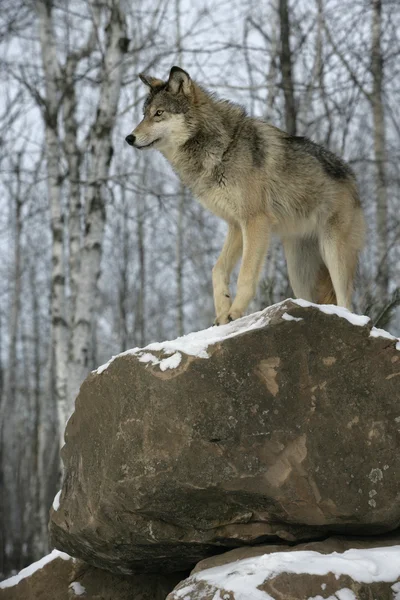 Lobo gris, canis lupus — Foto de Stock