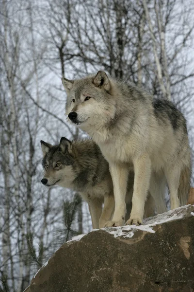 Lobo gris, canis lupus — Foto de Stock