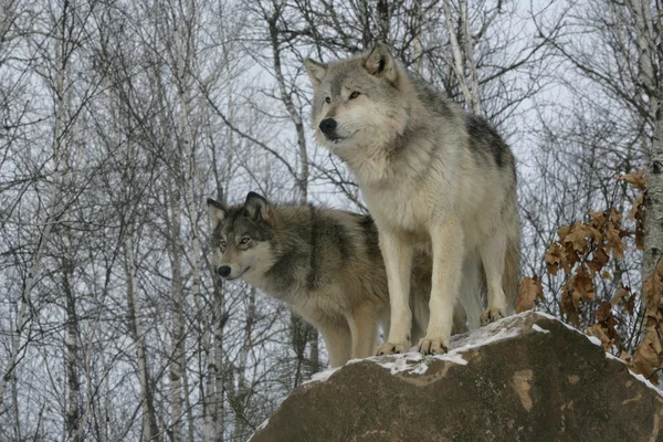 Lupo grigio, canis lupus — Foto Stock