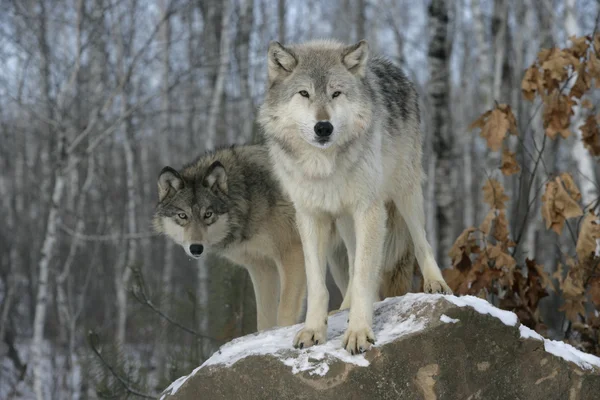 Lobo gris, canis lupus — Foto de Stock