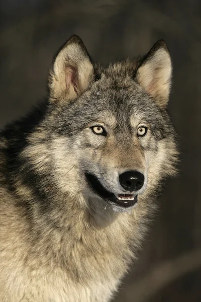 Lobo cinzento, canis lupus — Fotografia de Stock