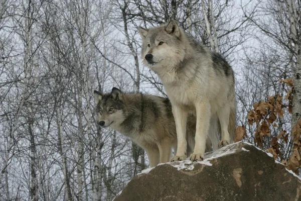 Grauwolf, canis lupus Stockbild
