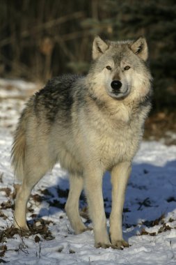 gri kurt, canis lupus