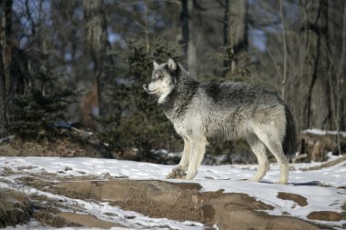 gri kurt, canis lupus