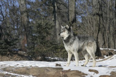 gri kurt, canis lupus