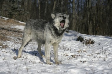 gri kurt, canis lupus