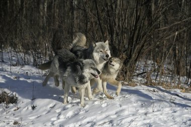 gri kurt, canis lupus