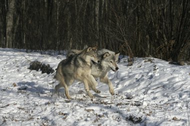 gri kurt, canis lupus
