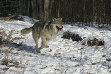 gri kurt, canis lupus
