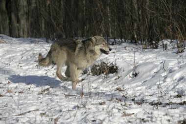 gri kurt, canis lupus