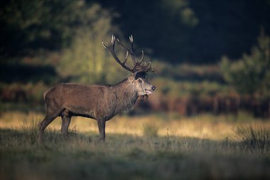 Kırmızı Geyik, Cervus Elaphus