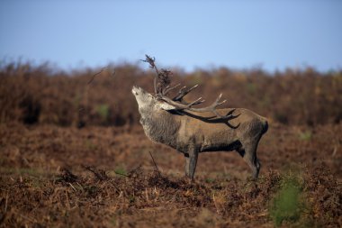 Kırmızı Geyik, Cervus Elaphus