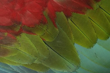 Kırmızı ve yeşil Amerika papağanı, ara chloropterus