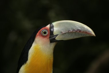 Kırmızı göğüslü Tukan, ramphastos dicolorus