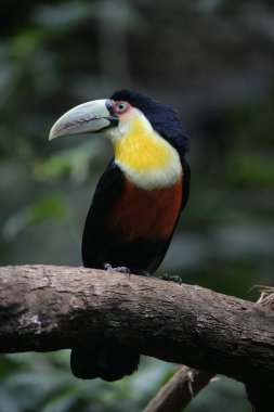 Red-breasted toucan, Ramphastos dicolorus clipart