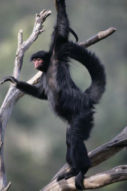 kırmızı örümcek maymun, ateles paniscus