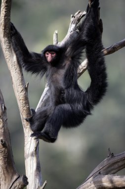 kırmızı örümcek maymun, ateles paniscus
