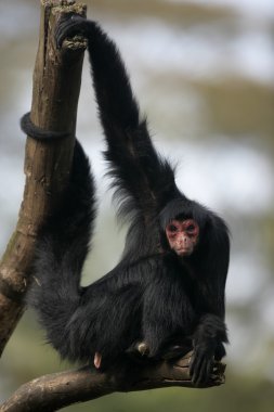 kırmızı örümcek maymun, ateles paniscus
