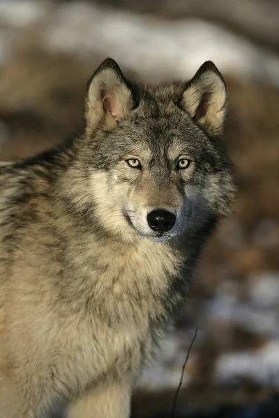 Szürke Farkas: canis lupus — Stock Fotó